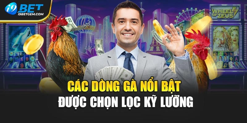 Các dòng gà nổi bật được chọn lọc kỹ lưỡng