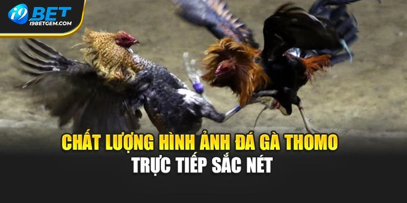Chất lượng hình ảnh đá gà thomo trực tiếp sắc nét