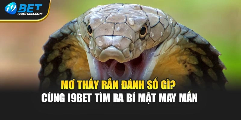 Mơ Thấy Rắn Đánh Số Gì? Cùng I9bet Tìm Ra Bí Mật May Mắn