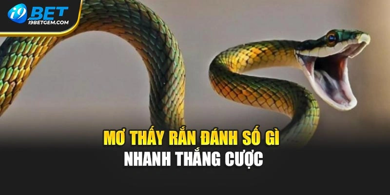 Mơ thấy rắn đánh số gì nhanh thắng cược