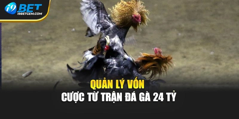 Quản lý vốn cược từ trận đá gà 24 tỷ